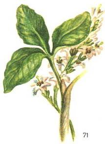 трилисник водяний