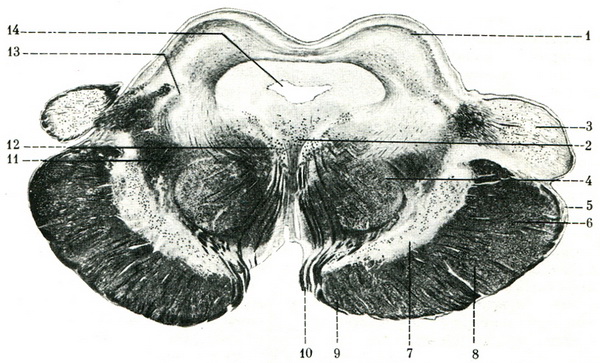 поперечний зріз середнього мозку