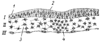 розріз зародка хребетного