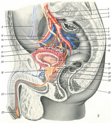 анатомія сечового міхура