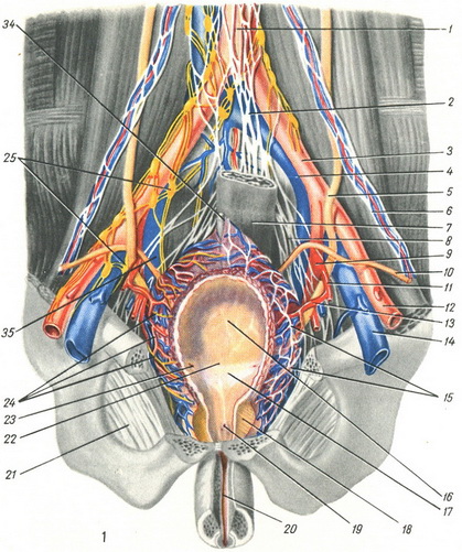 судини і нерви сечового міхура