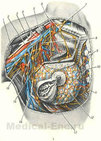 будова молочної залози