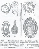 moniliformis