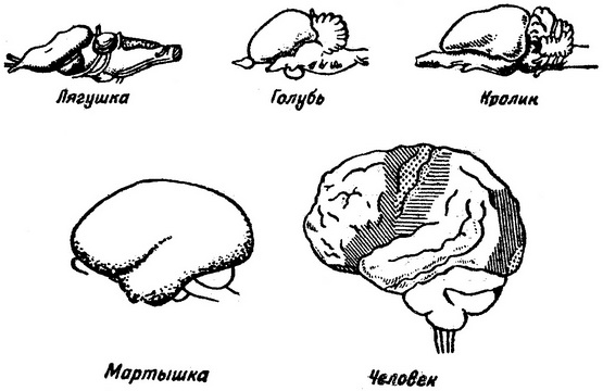 еволюція мозку у хребетних тварин