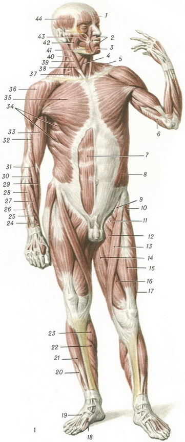 м'язи людини схема
