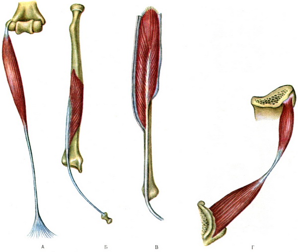 форми м'язів