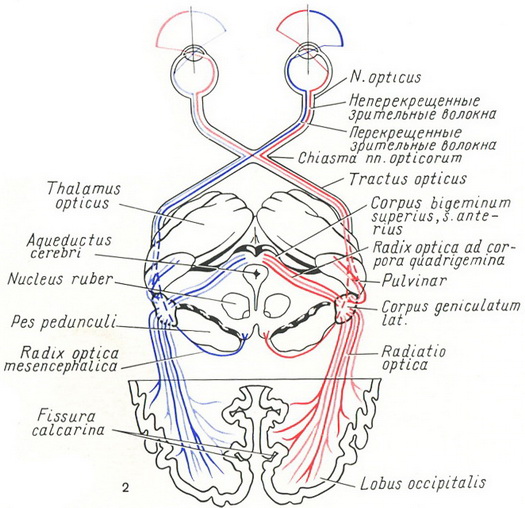схема проводять зорових шляхів
