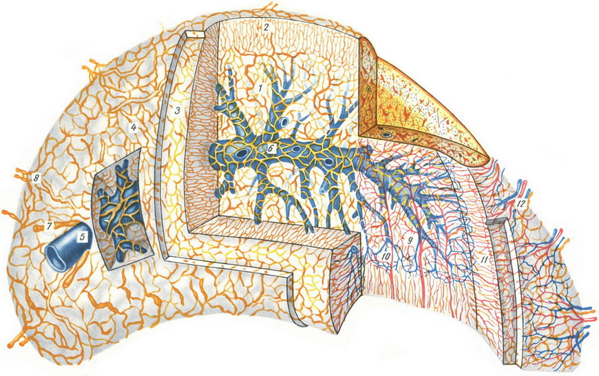 схема кровоносних і лімфатичних судин наднирників людини