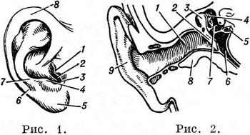 будова вуха людини