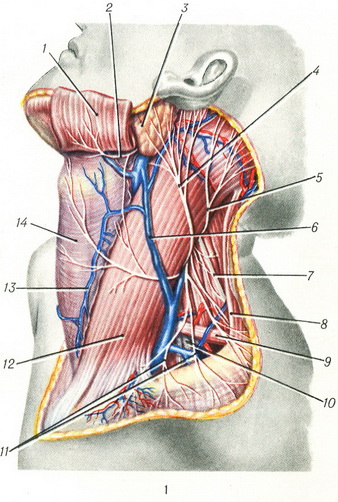 судини і нерви шиї