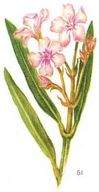 олеандр звичайний