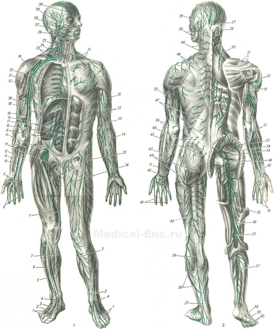 нерви людини