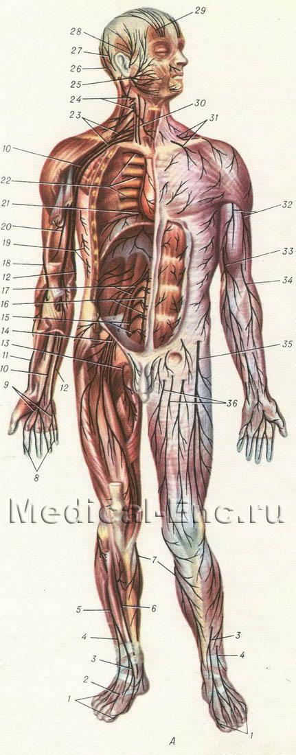 нерви людини схема