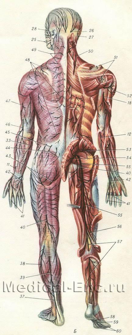 нерви людини