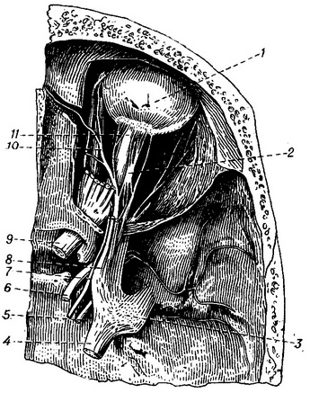 нерви правої очниці