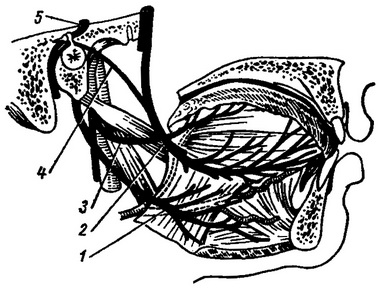 топографія язикоглоткового нерва