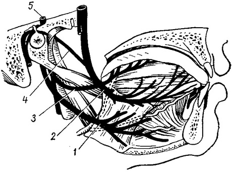 топографія під'язикового нерва