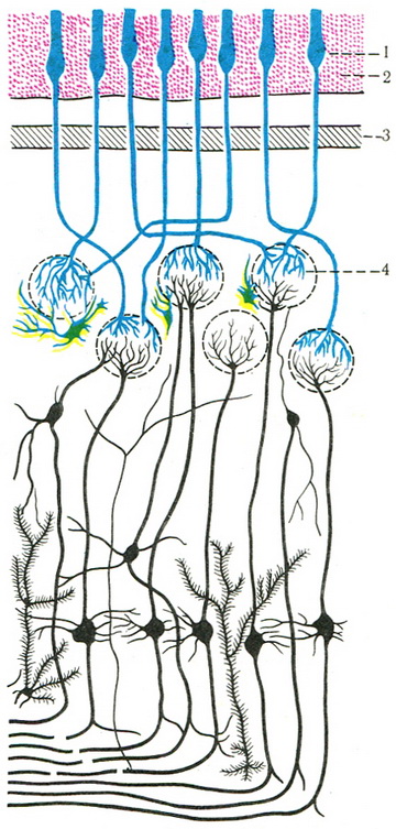схема будови нюхового нерва