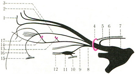 гілки очного нерва n. ophthalmicus схема