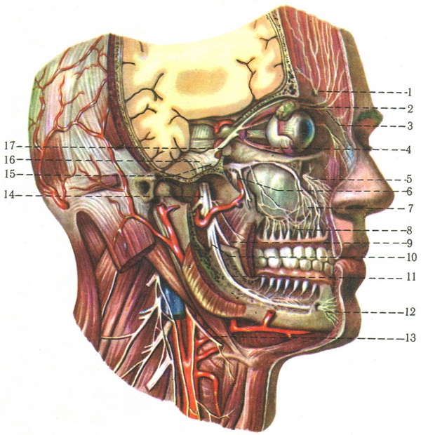трійчастий нерв