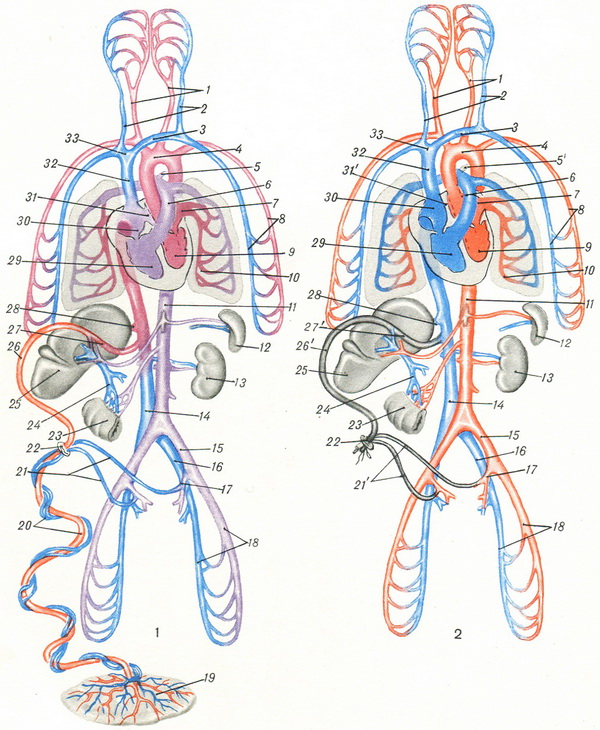 схема кровообігу плода і новонародженого