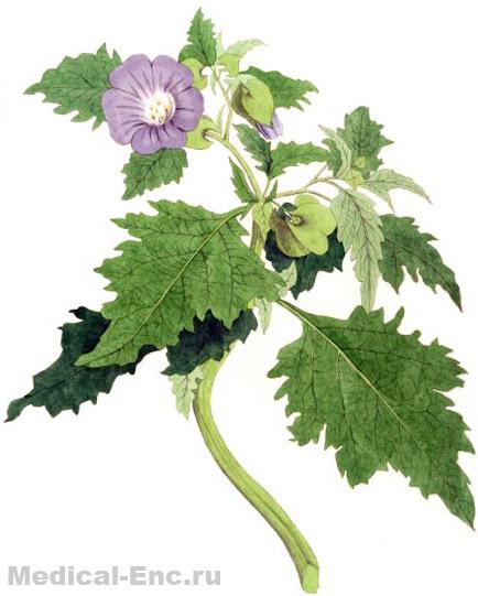 нікандра физалисовидная