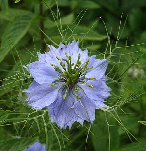 чорнушка дамаська