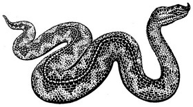 носата гадюка