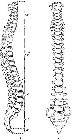 хребет людини
