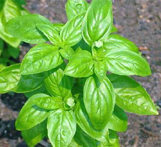 базилік звичайний