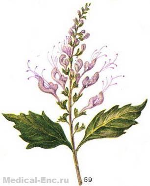 нирковий чай