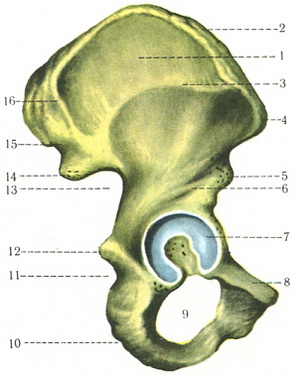 тазова кістка os coxae