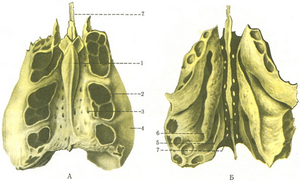решітчаста кістка os ethmoidale