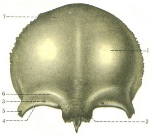 лобна кістка os frontale