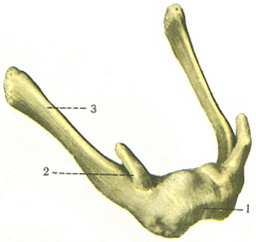 під'язикова кістка os hyoideum