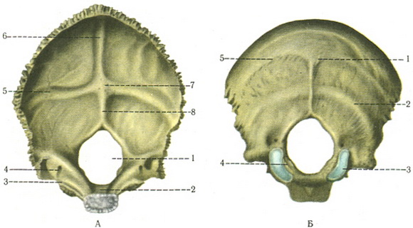 потилична кістка os occipitale