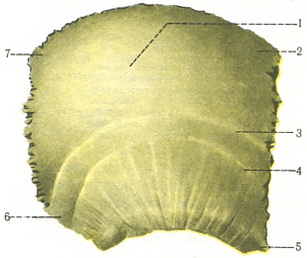 тім'яна кістка os parietale