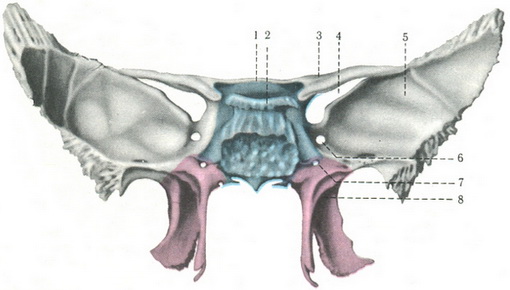 клиноподібна кістка (os sphenoidale) спереду