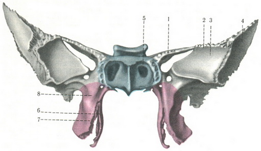 клиноподібна кістка (os sphenoidale) ззаду