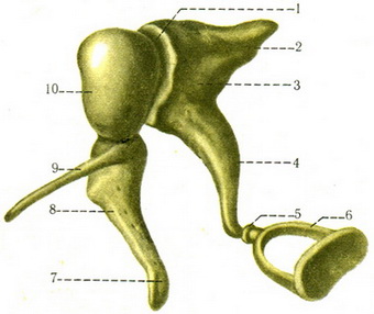 слухові кісточки ossicula auditus