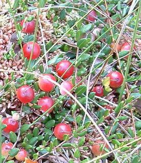 журавлина чотирипелюсткова (болотна)