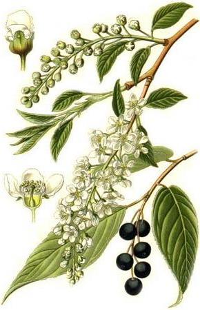 черемха звичайна