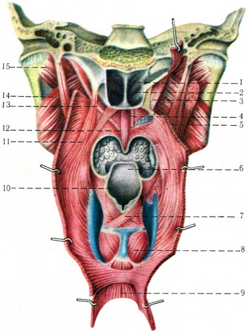 м'язи м'якого піднебіння і глотки