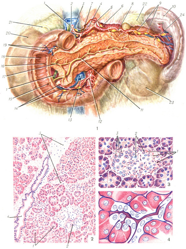 підшлункова залоза