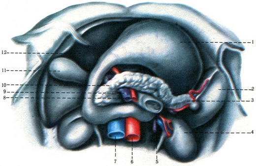 підшлункова залоза pancreas