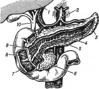підшлункова залоза будова
