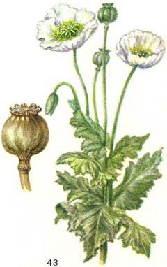 мак снотворний