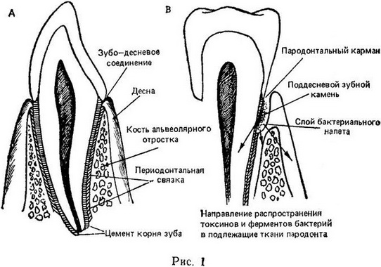 тканини пародонту будова