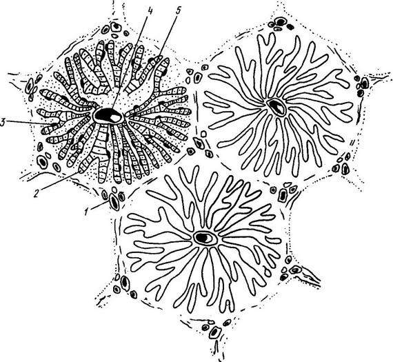 схема мікроскопічного будови печінкових часточок
