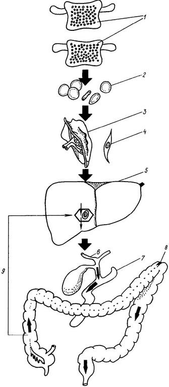 освіта і метаболізм жовчного пігменту - білірубіну
